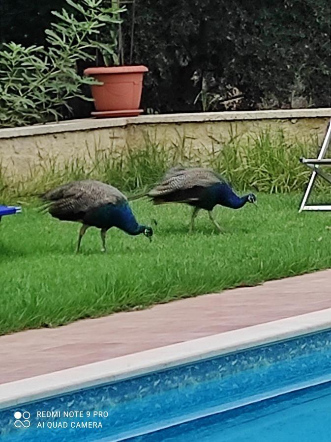 Villa Koulouridi Daratsos Bagian luar foto